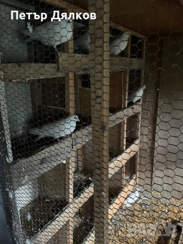 Продавам гълъби