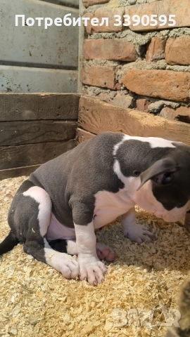 Американско були , снимка 5 - Питбул - 52606898