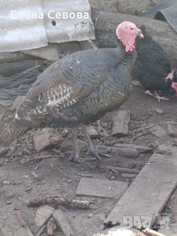 Продавам млад пуяк на 10 месеца работещ 