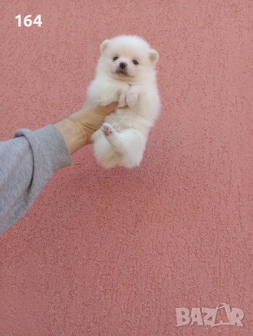 Померан. Бяло момченце.Реални снимки от 29.12.25 г. 