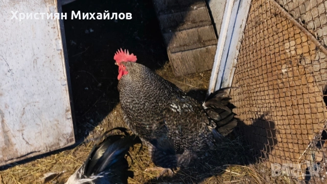 Продавам млад и едър петел порода супер харко, снимка 2 - Кокошки и пуйки - 53248636