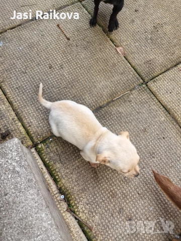 Пинчер сърнист , снимка 4 - Пинчер - 52904750