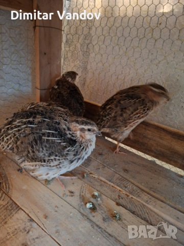 Пресно пъдпъдъче месо , снимка 2 - Домашни продукти - 53257620