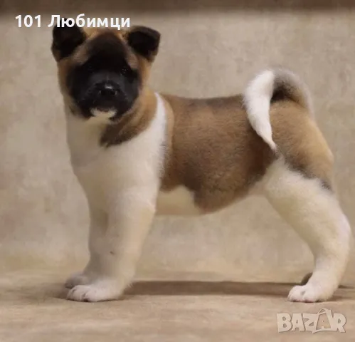 Американска акита, снимка 2 - Акита - 47462646