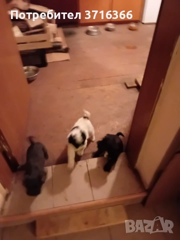 Продавам мини булонки, снимка 2 - Болонка - 53465084