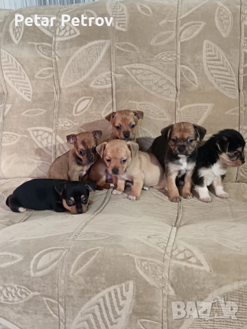 мини чиху пинчер , снимка 7 - Пинчер - 52813031