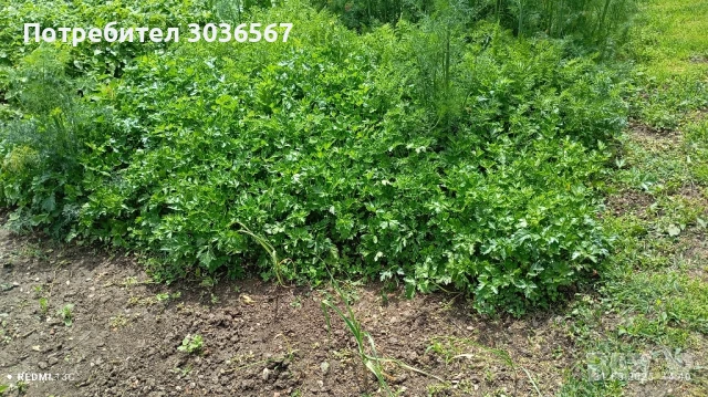 Картофи, лук - пресни, джоджен, магданоз., снимка 7 - Домашни продукти - 50466216