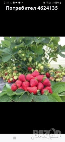 Продавам разсад ягоди , снимка 2 - Сортови семена и луковици - 52147373