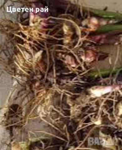 Луковици и грудки на лилиуми, далии и канни , снимка 4 - Градински цветя и растения - 53450111