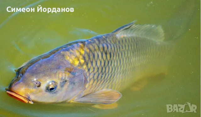 Жива риба - Шаран. Амур, Толстолоб, Каракуда и Зарибителен материал