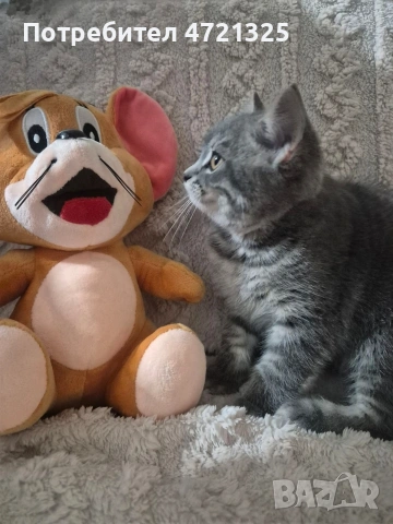 Британско таби. , снимка 5 - Британска късокосместа - 53250363