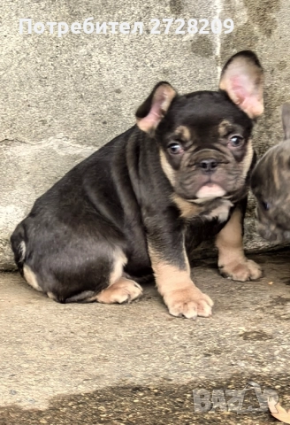 Френски Булдог/ French Bulldog, снимка 4 - Френски булдог - 51410450