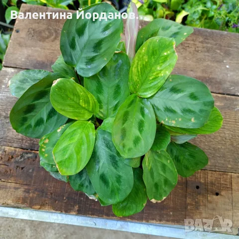 стайни цветя единични бройки , снимка 12 - Стайни растения - 55803796