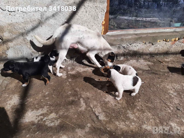 уникални кученца подарявам!, снимка 5 - Други - 53719470