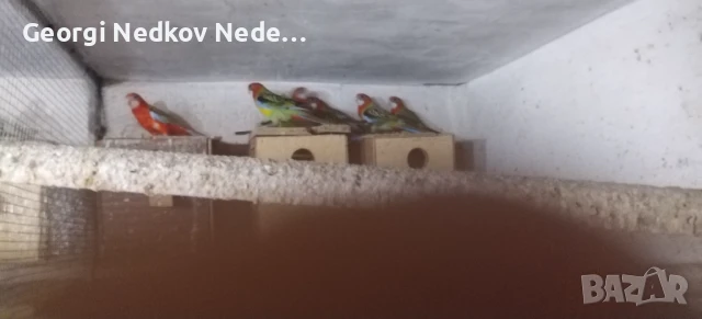 Продавам розели, снимка 5 - Папагали - 51389610