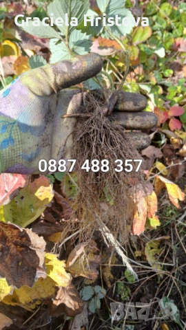 Продавам качествен разсад ягоди , снимка 10 - Сортови семена и луковици - 53517722