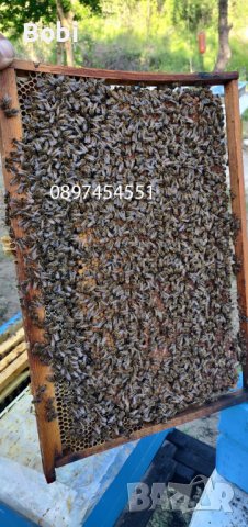 Пчелни майки Отводки малки пчелни семейства, снимка 11 - Други животни - 40285876