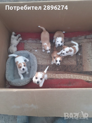 Домашен любимец 