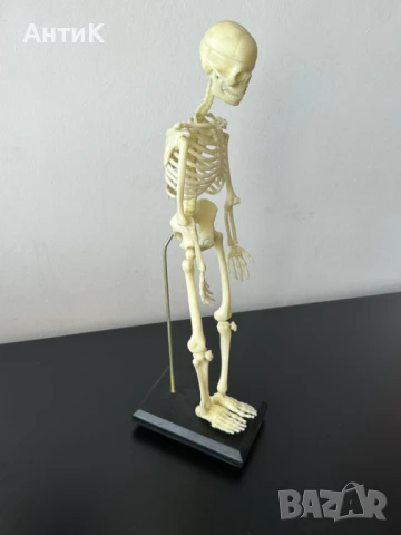 Соц Учебен Модел на Човешки Скелет, снимка 7 - Антикварни и старинни предмети - 51136257
