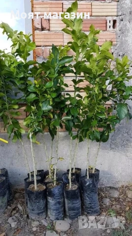 Грепфрут, снимка 6 - Градински цветя и растения - 53618975