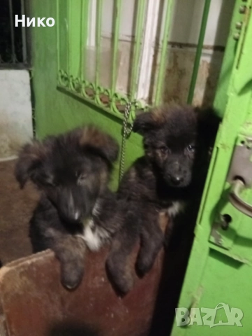 Немски овчарки , снимка 18 - Немска овчарка - 52176583