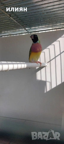 Чифт гулдови амадини 25г., снимка 6 - Амадини - 53473664