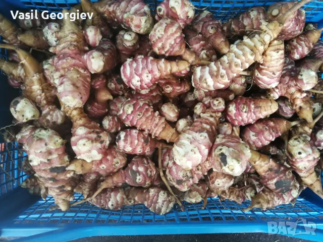 Земна ябълка. Ералма. Гулия. Йерусалимски Артишок