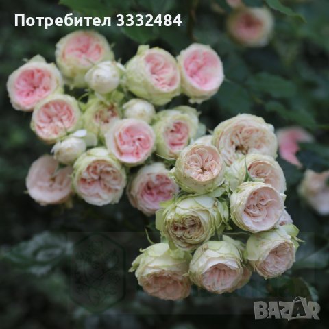 Роза 1, снимка 1 - Градински цветя и растения - 41777176