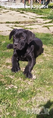 кане корсо бебета