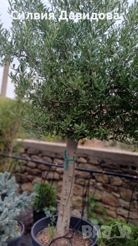 Маслина Европейска, снимка 16 - Градински цветя и растения - 52508763