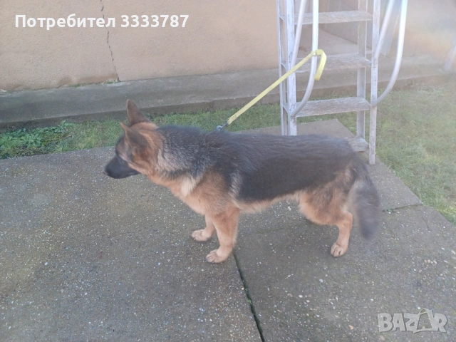 Немска овчарка , снимка 3 - Немска овчарка - 53476726