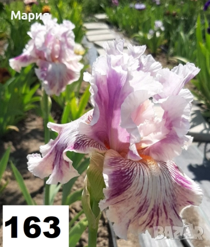 Сортови вискоки ириси /брадати ириси, снимка 6 - Сортови семена и луковици - 46410478