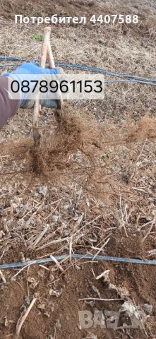 Расзад малини , снимка 12 - Разсади - 49498256