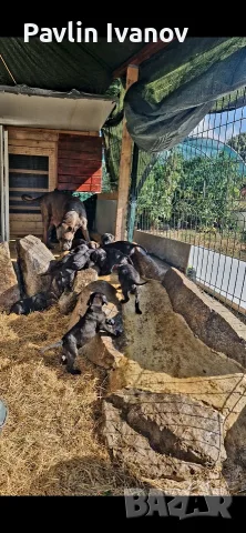 Родословни (25%)малки Кане Корсо ,налични 2 женски тигрови, снимка 9 - Кане корсо - 55649678