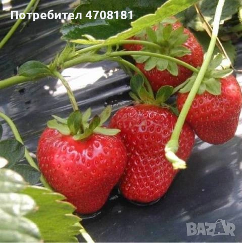 Продавам разсад корени целогодишни сортове Портола Аромас Сан Андреас , снимка 3 - Разсади - 53171245