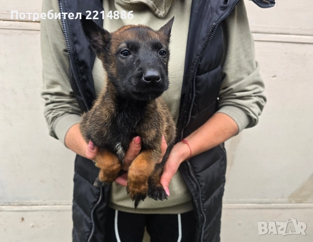 Белгийски овчарки-Малиноа , снимка 12 - Други - 52341802