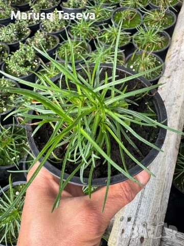 Армерия два вида 