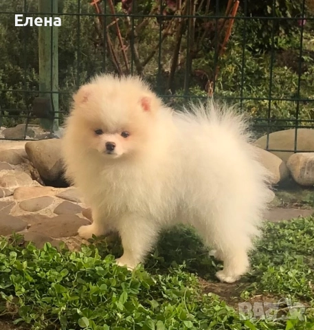 Померанче, снимка 8 - Померан - 52818991