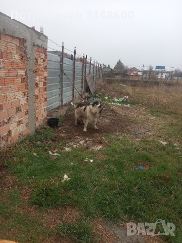Куче, снимка 6 - Каракачанска овчарка - 44571686