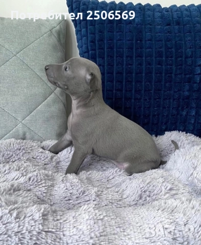 Продавам кученца италианска хрътка, снимка 14 - Хрътка - 52861468