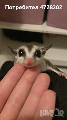 Подаряваме захарна катеричка