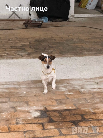 Изгубено е кученце., снимка 2 - Изгубени/намерени - 53751761