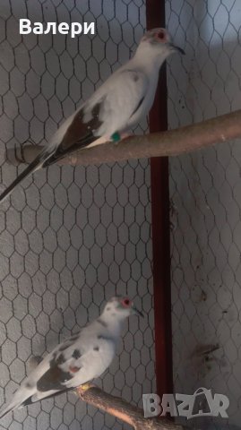 Продавам диамантени гургулици , снимка 4 - Папагали - 41982175