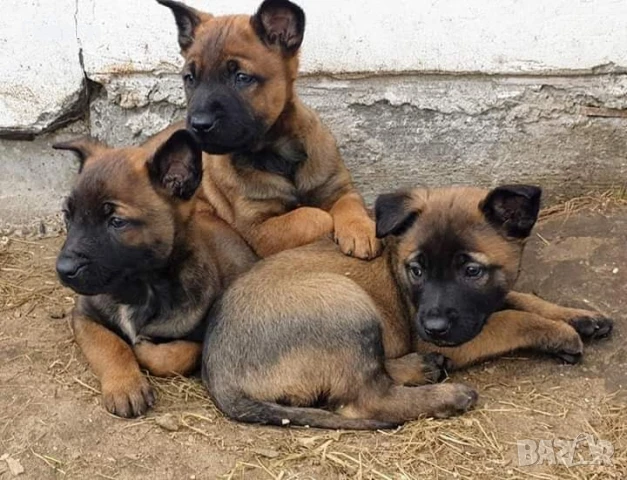 Чистокръвни Белгийски овчарки-Малиноа , снимка 5 - Белгийска овчарка - 51255968