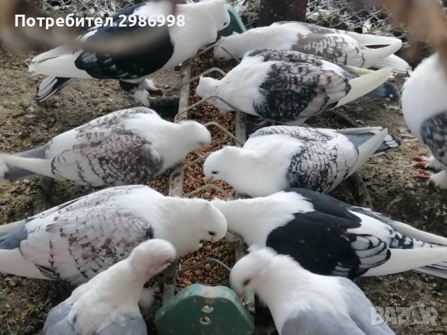 Млади гълъби , снимка 2 - Гълъби - 52771237