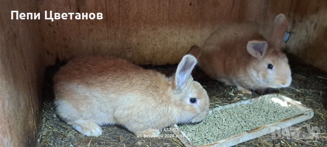 Породисти зайци 
