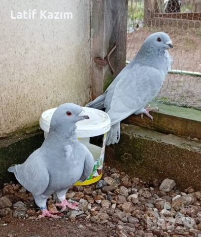 Пощенски (шов) гълъби Güllü Show Ardiyoza Posta