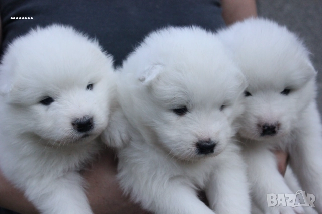 Самоед бебета, снимка 2 - Самоед - 51998559