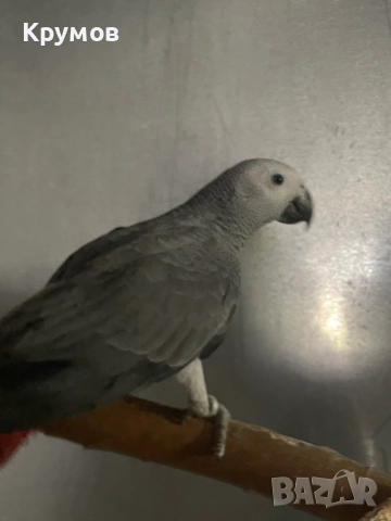  Продавам папагали Жако (African Grey Parrot), снимка 7 - Папагали - 51531679