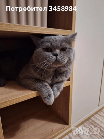 Британска късокосместа , снимка 7 - Британска късокосместа - 52649779